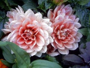 Obit Flowers Image
