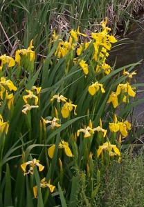 Yellow Iris