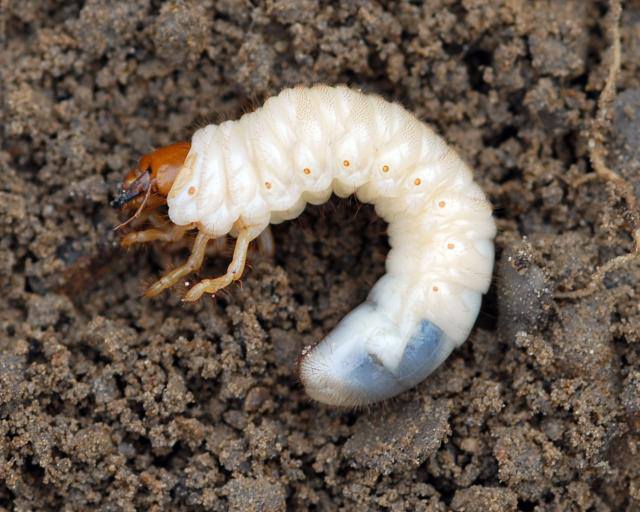 Pine Ridge Garden Center_Beware of Grubs