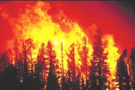 Wildfire-3