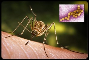 West Nile virus