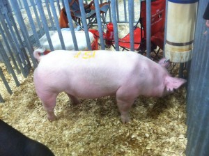 Reserve Champion Market Gilt
