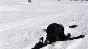 snow dead cow