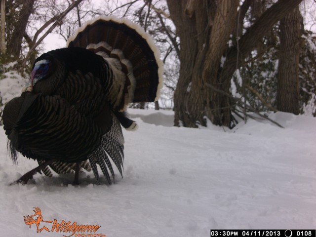 Trail Cam_Jennifer Setter