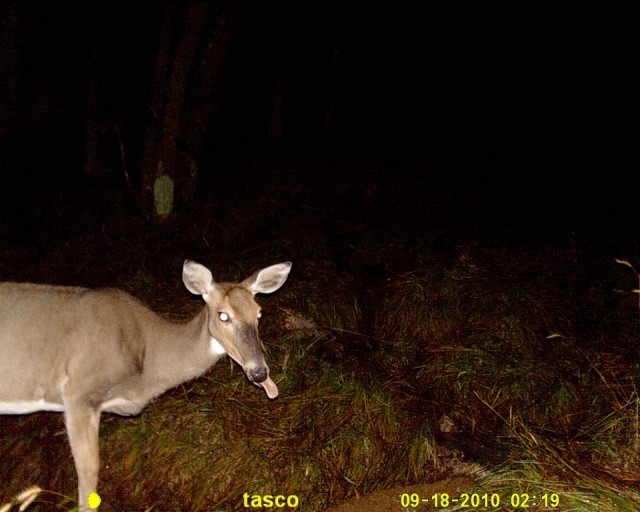 Trail Cam_Jeremy Holthus