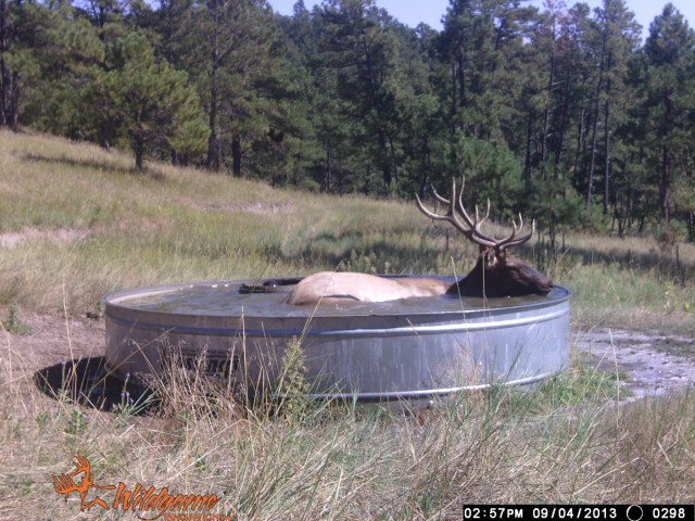 Trail Cam_Judy Ryan