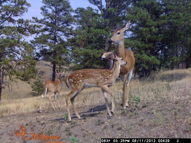 Trail Cam_Sandy Hamaker